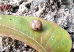 Ixodidae