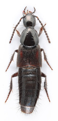 Philonthus varians