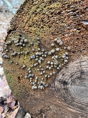 Rosellinia corticium