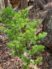 Asparagus retrofractus