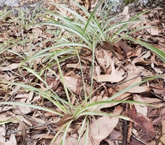 Chlorophytum comosum