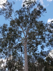 Corymbia henryi