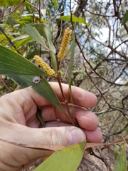 Acacia leiocalyx