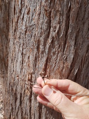 Eucalyptus acmenoides
