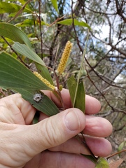Acacia leiocalyx