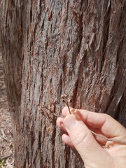 Eucalyptus acmenoides