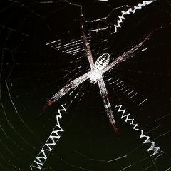 Argiope picta