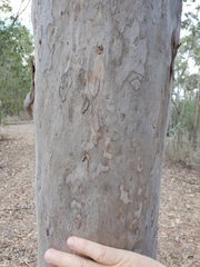 Angophora leiocarpa