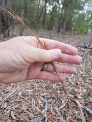 Cymbopogon refractus