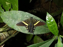 Urania fulgens