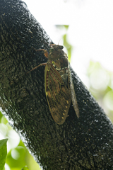 Graptopsaltria bimaculata