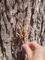 Corymbia trachyphloia