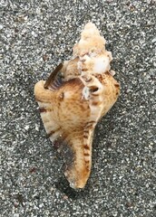 Pterochelus triformis