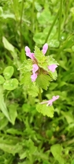 Lamium hybridum