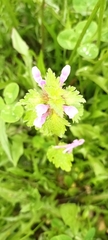 Lamium hybridum