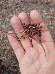 Eucalyptus siderophloia