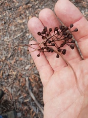 Eucalyptus siderophloia