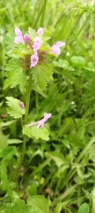 Lamium hybridum