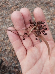 Eucalyptus siderophloia