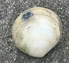 Pseudarcopagia decora