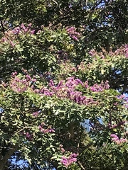 Lonchocarpus