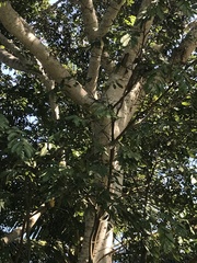 Lonchocarpus