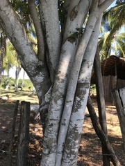 Lonchocarpus