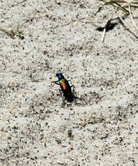 Cicindela scutellaris