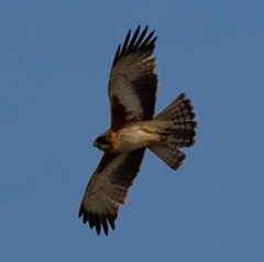 Hieraaetus morphnoides