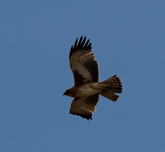 Hieraaetus morphnoides