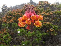 Blandfordia punicea