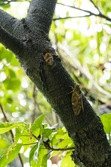 Graptopsaltria bimaculata