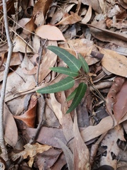 Leichhardtia coronata