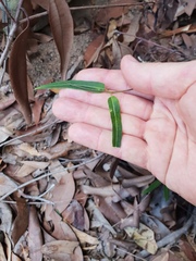 Leichhardtia coronata