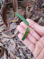 Leichhardtia coronata