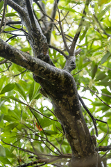 Graptopsaltria bimaculata