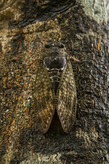 Graptopsaltria bimaculata