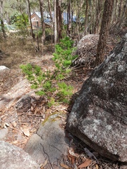 Asparagus retrofractus