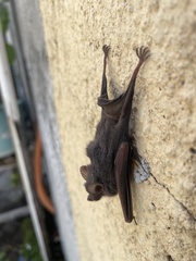 Balantiopteryx plicata