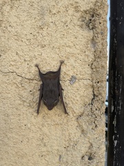 Balantiopteryx plicata