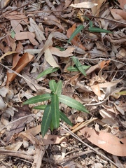 Leichhardtia coronata
