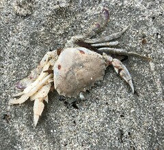 Ovalipes australiensis