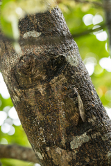 Graptopsaltria bimaculata