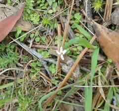 Lobelia pedunculata