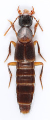 Erichsonius brachycephalus