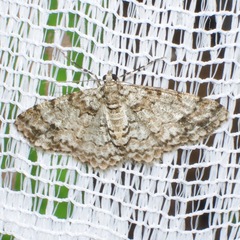 Myrioblephara desumpta