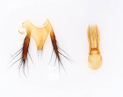 Erichsonius brachycephalus