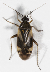 Plagiognathus obscurus