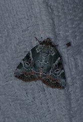 Chytonix elegans
