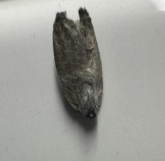 Heteromicta pachytera